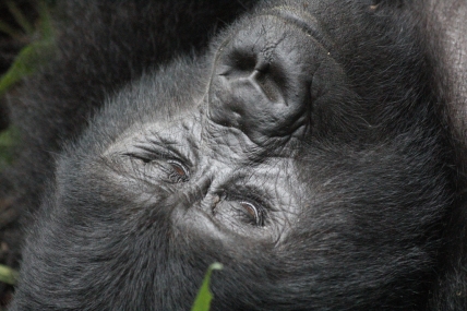 Young gorilla in thought, Bwindi Forest